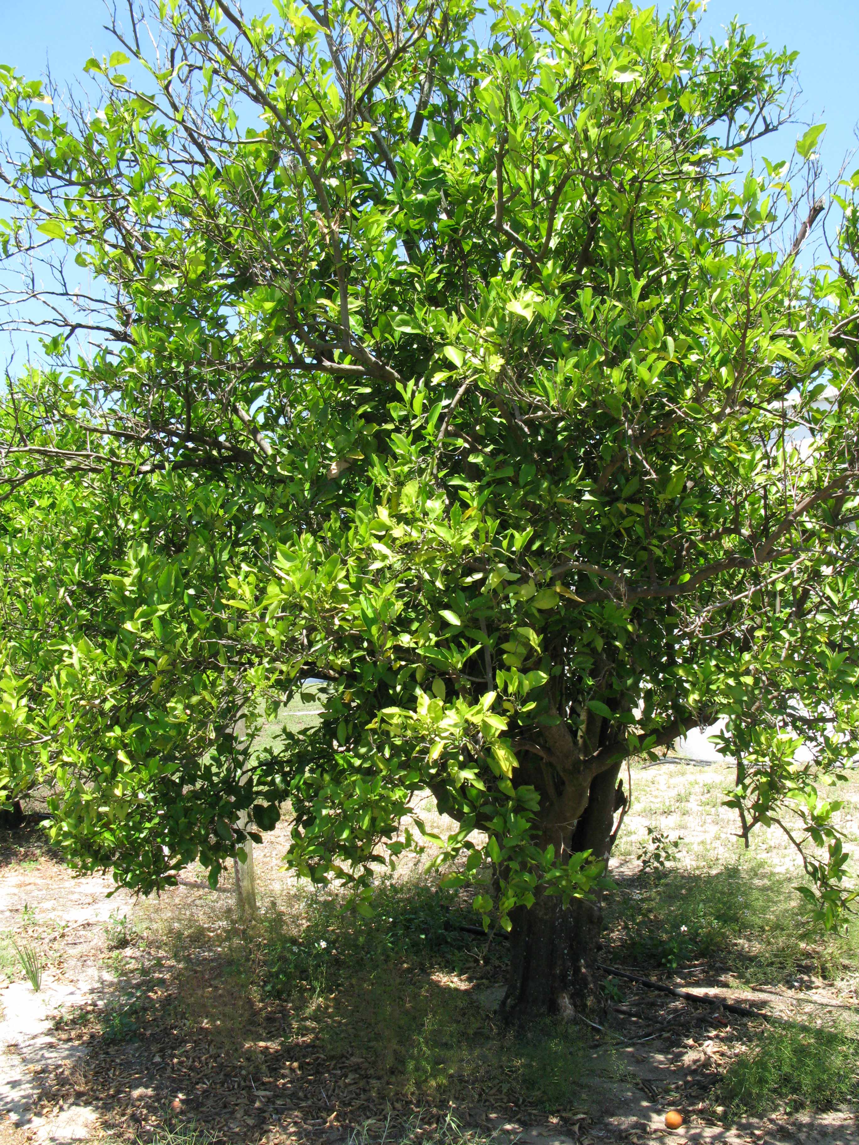            Habit (Sanguinelli, Winter Haven, FL)   